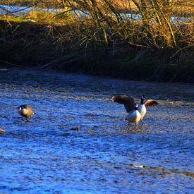 Vogels op het water in natuurgebied Klein Profijt van kevin schenk