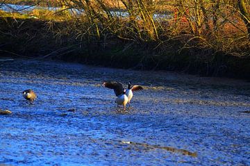 Vogels op het water in natuurgebied Klein Profijt