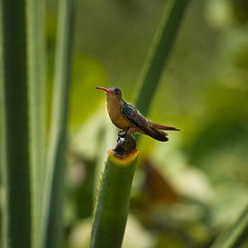 Cinnamon Hummingbird on yucca plant by Joran Quinten