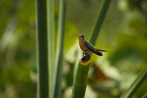 Zimtkolibri auf Yucca-Pflanze