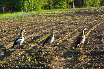 Groep van drie op zoek naar voedsel