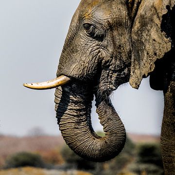 Elefant in Afrika von Omega Fotografie