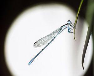 Blauwe waterjuffer in de nacht