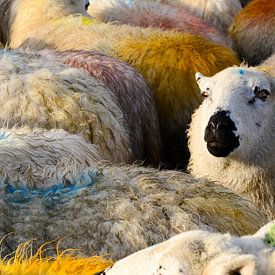 Kleurige schapen van Fred Lenting
