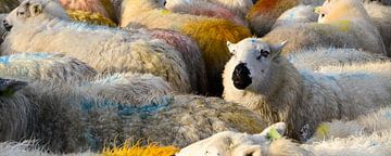 Colourful sheep by Fred Lenting