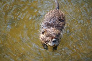 das Bild zeigt wild lebende Nutria