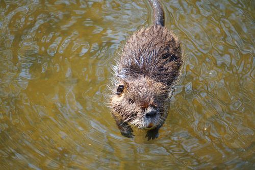 de foto toont wilde levende nutria