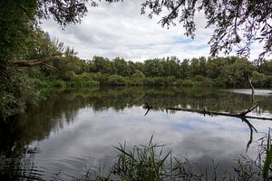 Oostvaardersplassen