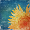 Sonnenblumen