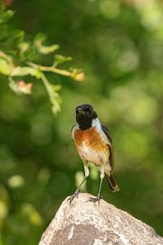 Gorgebleue à miroir (Saxicola rubicola)