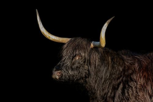 Schotse Hooglander, langharig rund