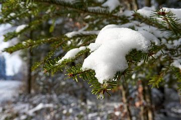 Sluit omhoog van sneeuw bedekte groene sparrentakken in de winter van creativcontent