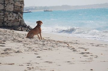 Ein Hund, der auf das Meer schaut, aufgenommen auf den Türkischen Inseln von Carolina Reina