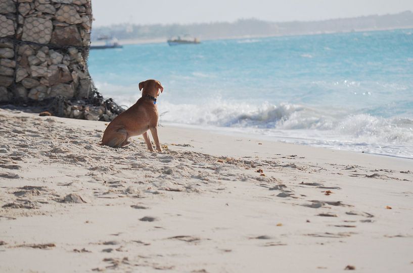Zen Dog at the Beach Staring at the Sea - Summer Photography by Carolina Reina Photography
