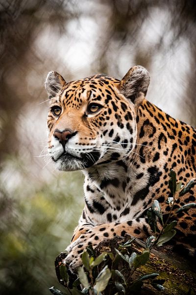 Jaguar van Design Wall Arts