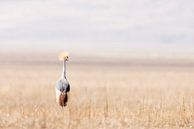 Kraanvogel in open veld van Tom van de Water thumbnail