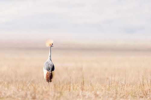 Crane in open field by Tom van de Water
