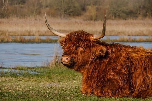 Schottischer Highlander 2