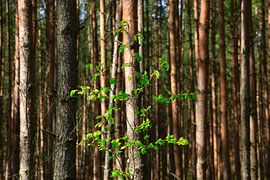 Maigrün von Thomas Jäger