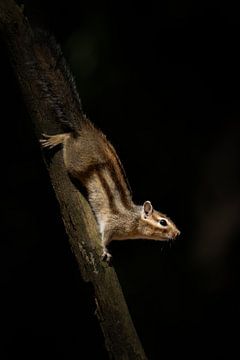 Sibirisches Erdhörnchen von Elles Rijsdijk