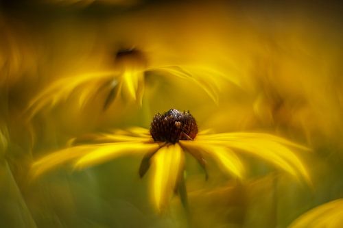 fleurs jaunes sur Elly Besselink