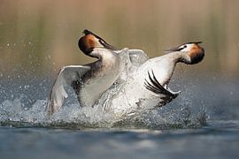 in fight... Great Crested Grebes *Podiceps cristatus*