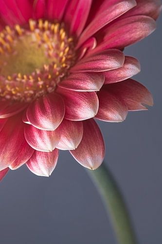Roze Gerbera en grijsblauwe achtergrond