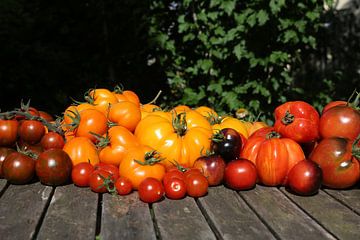 Die Sortenvielfalt der Tomate von Karina Baumgart
