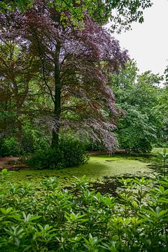 a large red beech tree on the pond bordered by trees with red and green leaves by ChrisWillemsen
