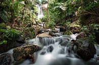 Tropic forest by Remy De Milde thumbnail