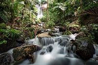 Tropic forest
