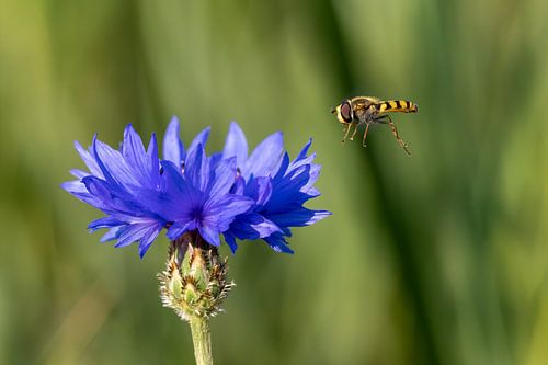 Zweefvlieg nadert blauwe korenbloem op zomerse dag