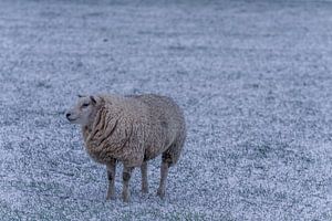 Winter auf Texelschafen im Neuschnee