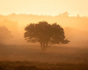 Zonsopkomst van Jeroen Linnenkamp