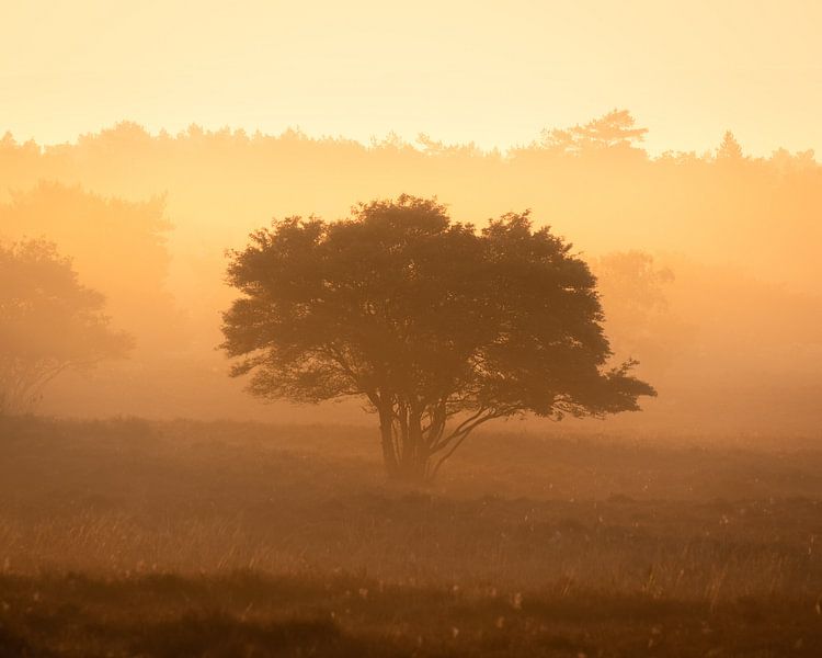 Sunrise by Jeroen Linnenkamp