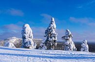 Landscape with snow in winter in Ruka, Finland by Rico Ködder thumbnail