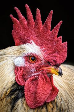 Portrait photo of a sturdy cockerel