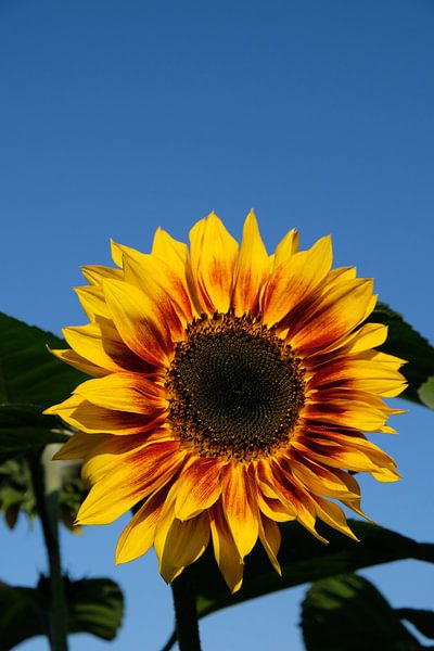 The belle by Ostsee Bilder