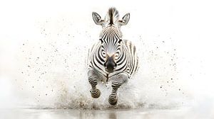 Racing zebra