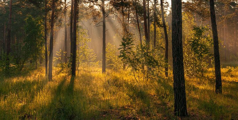 matinée ensoleillée dans la forêt par Mykhailo Sherman