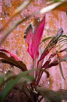 Plant met roze