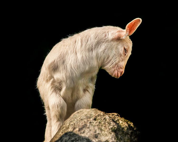 Jong geitje op rotsblok  en een donkere achtergrond von Harrie Muis