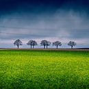 5 bomen op een rij van Jeroen thumbnail