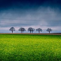 5 bomen op een rij