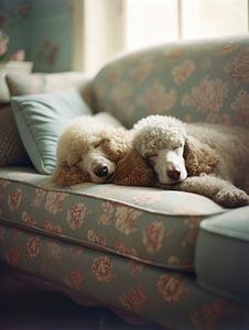 Sleeping Poodles sur Treechild