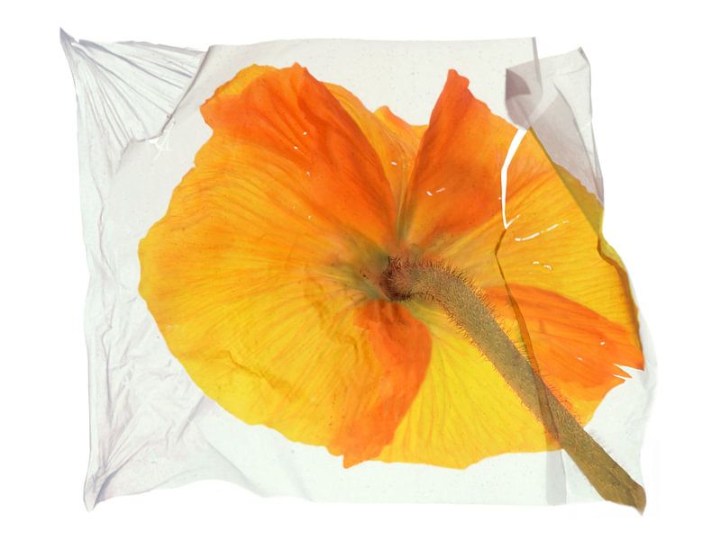 Floating poppy back by Anjo Kan