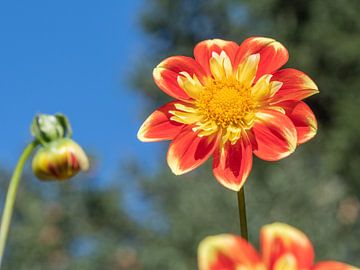 Uitkomende Dahlia in de zon