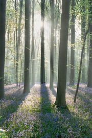 Wild bluebells basking in the sunshine in the Hallerbos by Manon Huls