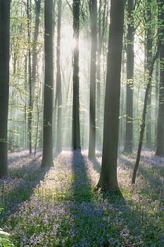 Wild bluebells basking in the sunshine in the Hallerbos