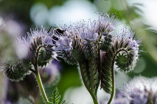 Phacelia